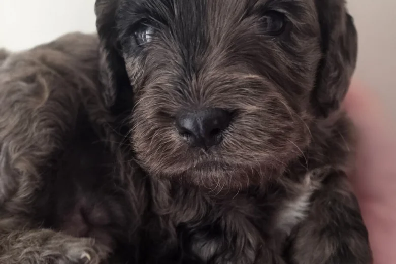 Cockapoo