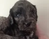 Cockapoo