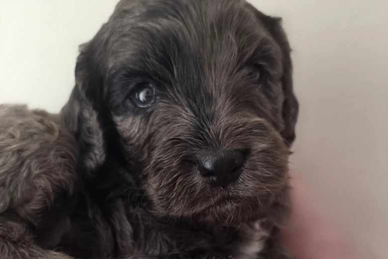 Cockapoo