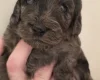 Cockapoo