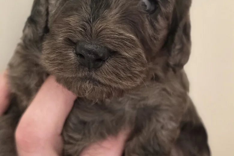 Cockapoo