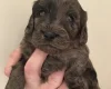 Cockapoo