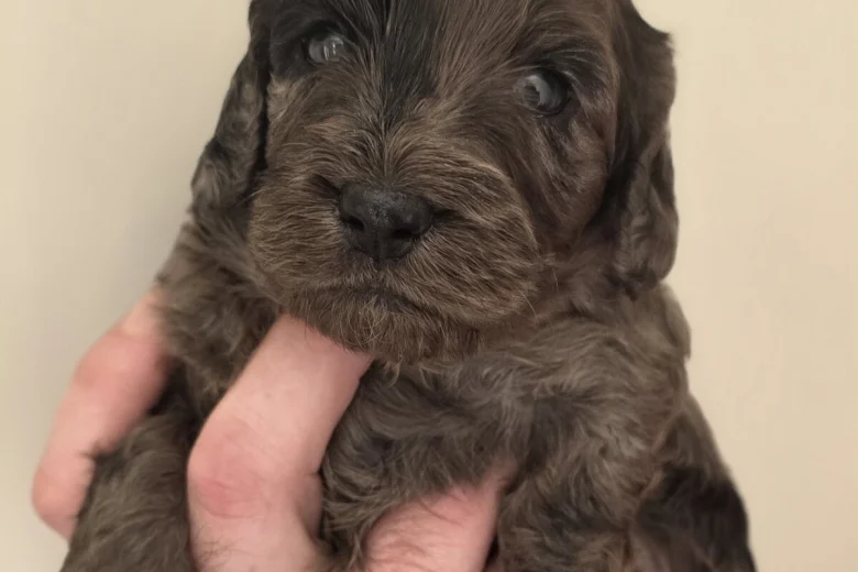 Cockapoo