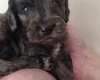 Cockapoo