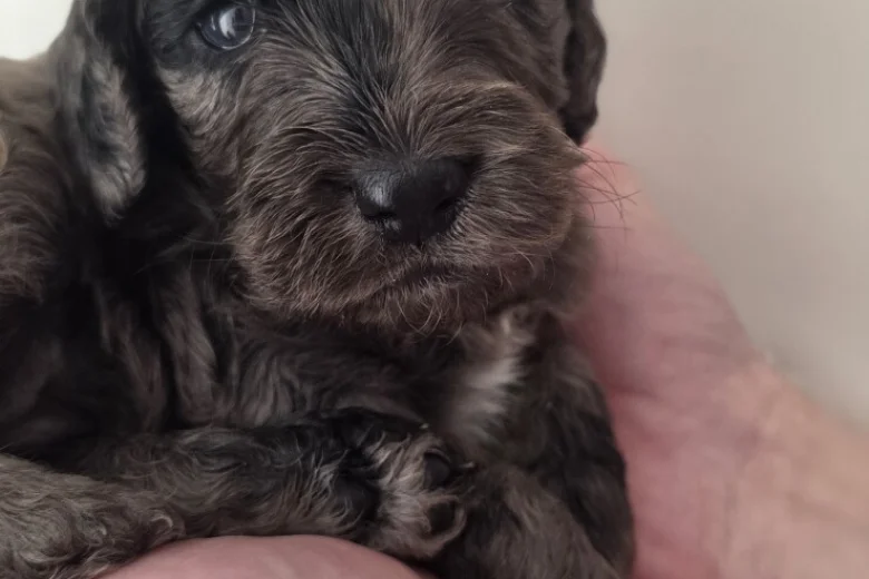 Cockapoo