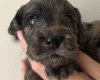 Cockapoo