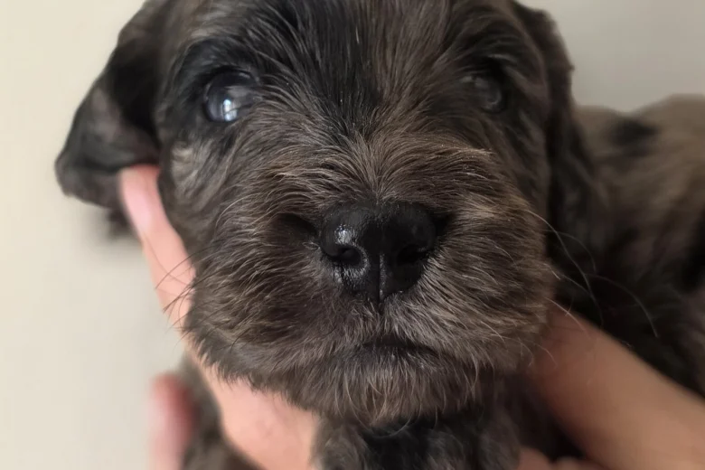 Cockapoo