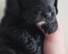 Cockapoo