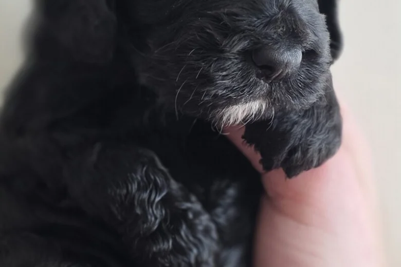 Cockapoo