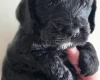 Cockapoo