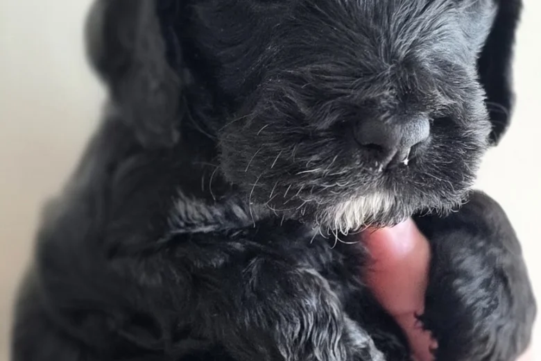 Cockapoo