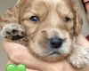 Cockapoo