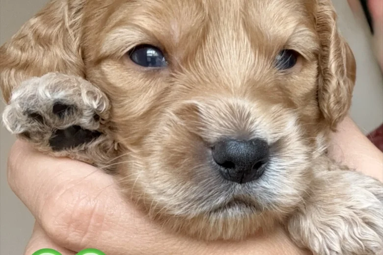 Cockapoo