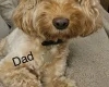 Cockapoo