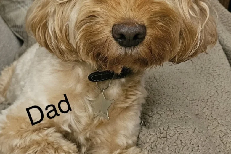 Cockapoo