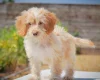 Cockapoo