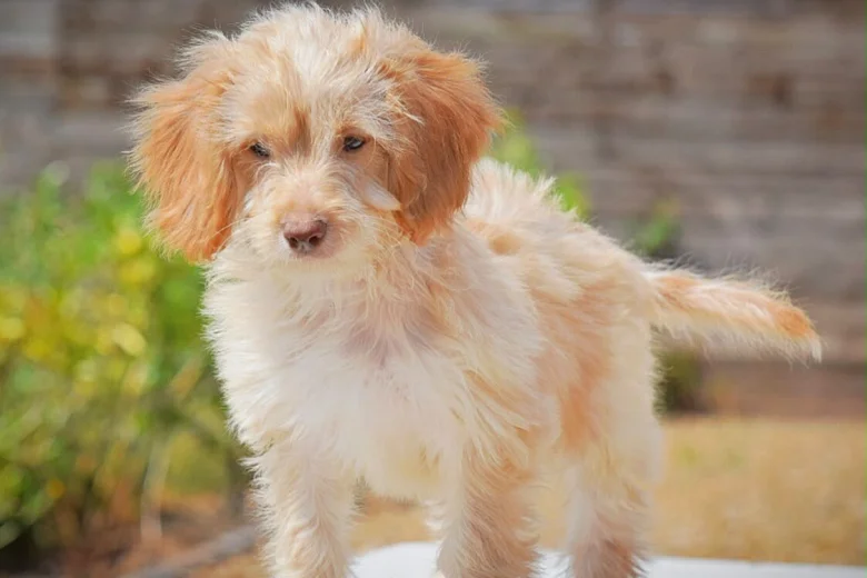 Cockapoo