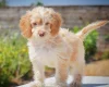 Cockapoo
