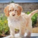 Cockapoo
