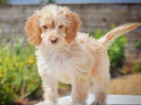 Cockapoo