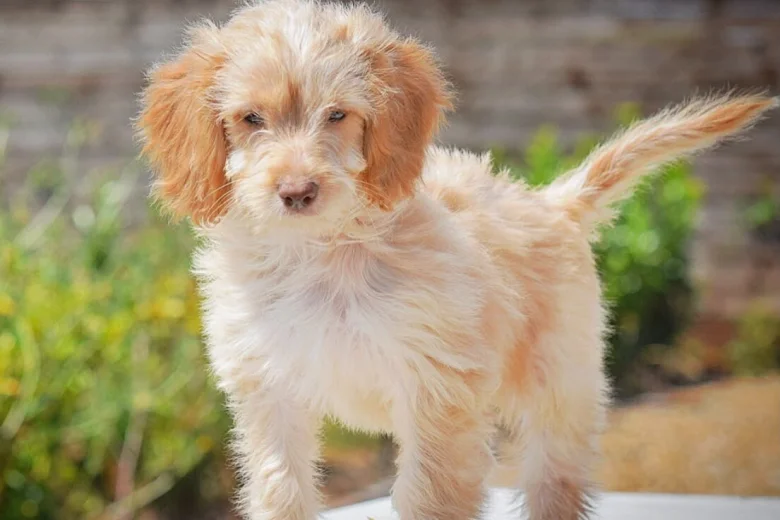 Cockapoo