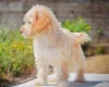Cockapoo