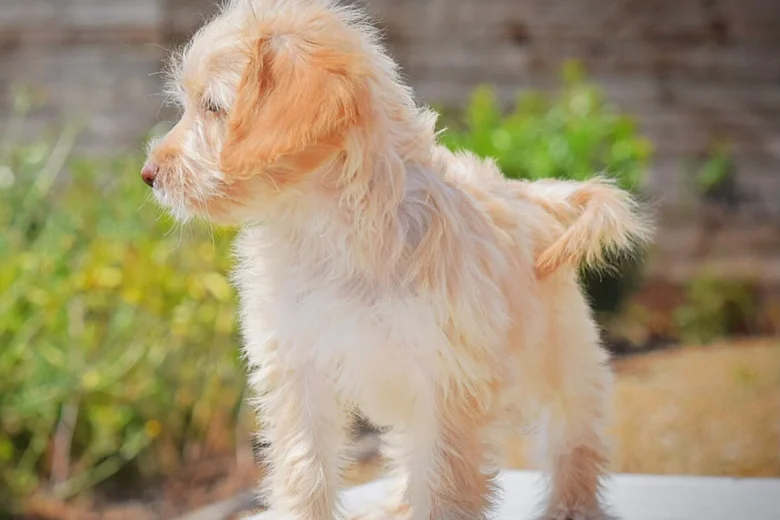 Cockapoo
