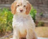 Cockapoo