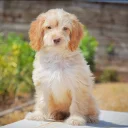 Cockapoo