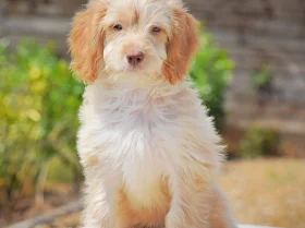 Cockapoo