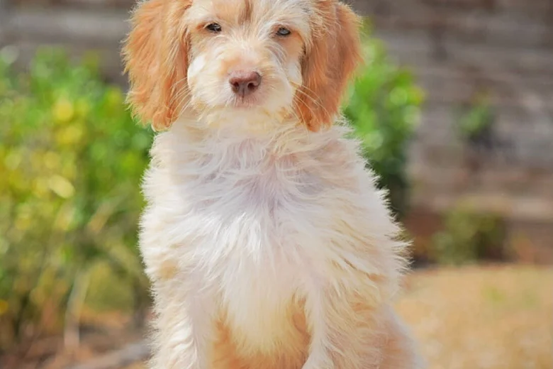 Cockapoo