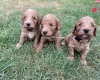 Cockapoo