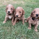 Cockapoo