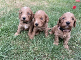 Cockapoo
