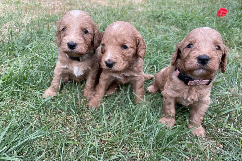 Cockapoo