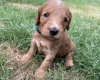 Cockapoo