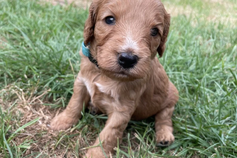 Cockapoo
