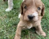 Cockapoo