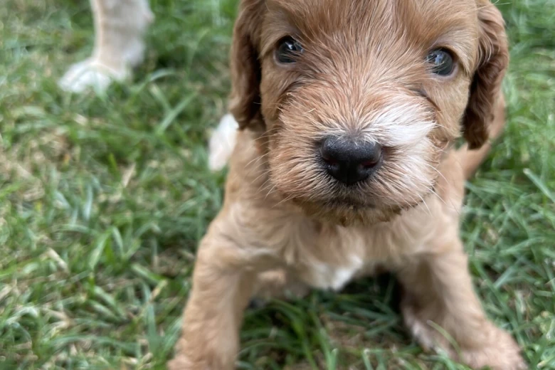 Cockapoo