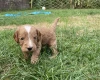 Cockapoo