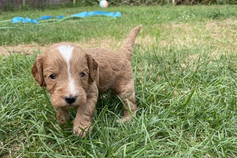 Cockapoo