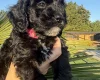 Cockapoo