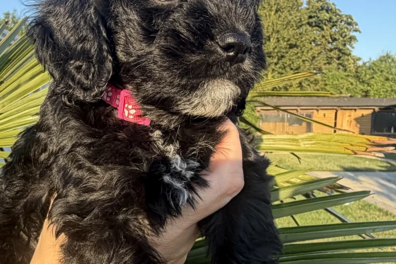 Cockapoo