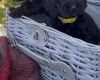 Cockapoo