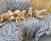 Cockapoo