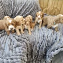 Cockapoo