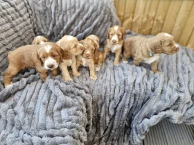 Cockapoo