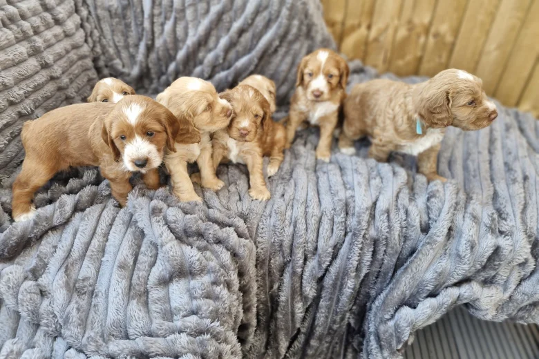 Cockapoo