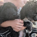 Cockapoo