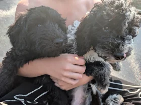 Cockapoo